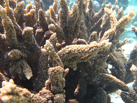  Acropora hemprichii (Acropora hemprichii)